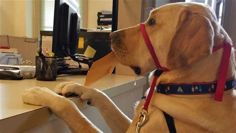 Check spelling or type a new query. States tightening the leash on fake service dogs : news