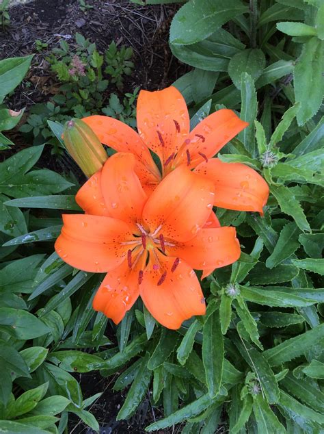 This flower garden border pulls out all the stops with multiple components to keep the viewer interested. Pretty Orange Lilies after a rain shower. | Rain shower ...