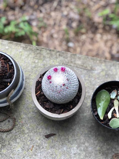 I am not a fan of cacti at all and this just gave. My cactus over the summer 🌺 : cactus