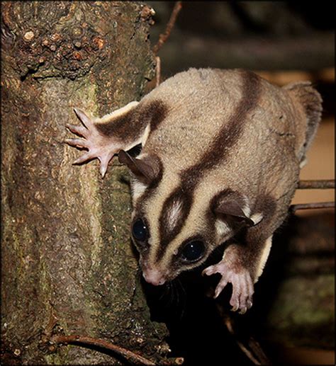 The only thing sweeter than a sugar glider is their diet. Index of /demo/images/dieren/suikereekhoorn
