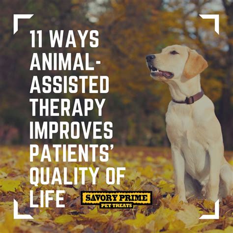 Animal assisted therapy is being used within many populations including, but not limited to in this intermediate comprehensive course, you will view five brief real world videos (transcripts provided) and read ten articles. 11 Ways Animal-Assisted Therapy Improves Patients' Quality ...