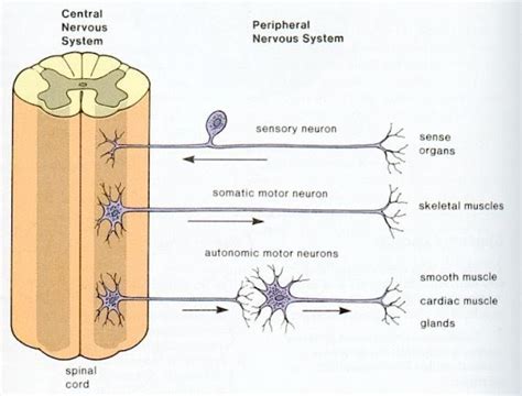 The central nervous system (cns) represents the largest part of the nervous system, including the brain and the spinal cord. Nik's IGCSE Biology: 2.83 recall that the central nervous ...