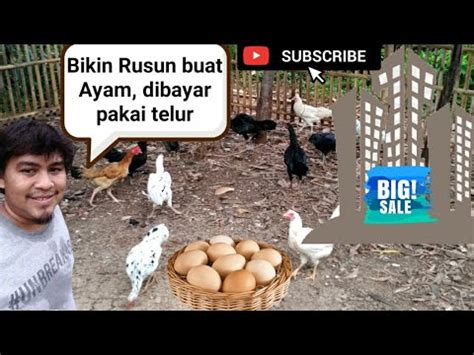 Jadi telur free range ini bisa didapat dari ayam petelur atau pedaging, ayam ini memiliki akses ke lapangan terbuka, bisa melihat matahari, bisa berkeliaran dan bisa memiliki jarak dengan ayam lainnya, jelas pemilik akun @ilmumakan yang videonya diunggah kembali oleh akun twitter. Memelihara Ayam Umbaran / Free Range Part 1, Membuat ...