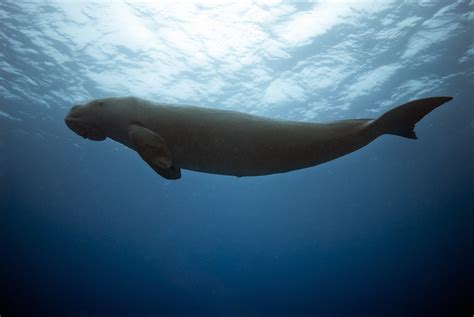 The dugong itself has been kept for one month in the cage net. dugong on Tumblr