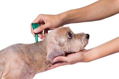 Deshalb bitte nicht nur nach der gesetzliche regelung über den einsatz eines kindersitzes bzw. Wann ist die Deparasitierung von Hunden notwendig? 5Tipps ...