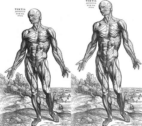 The structure that connects muscles to bones is the _ a. Human Muscles Anatomy Quiz