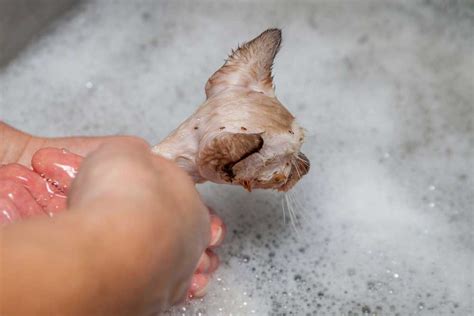 We did not find results for: Comment se débarrasser des puces de parquet? Explications