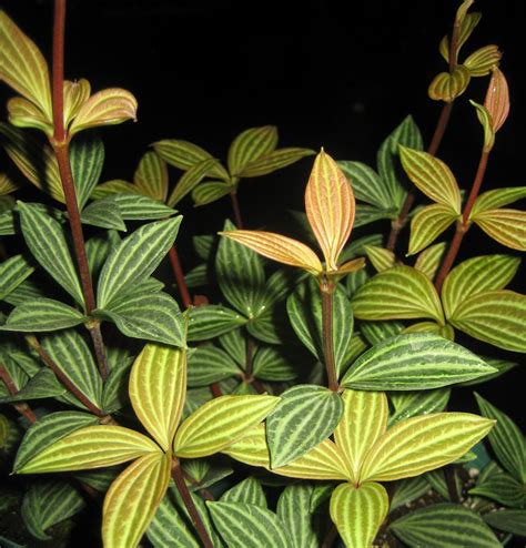 The most important thing to know about plants: The Tattooed Gardener: Top 10 Houseplants for Low Light