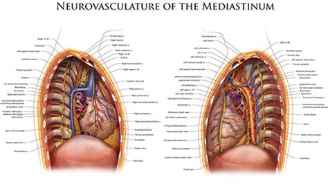 It extends from the sternum back to the vertebral column and is bounded by the pericardium and the mediastinal pleurae. Neurovasculature of the Mediastinum | Silver Medical Visuals