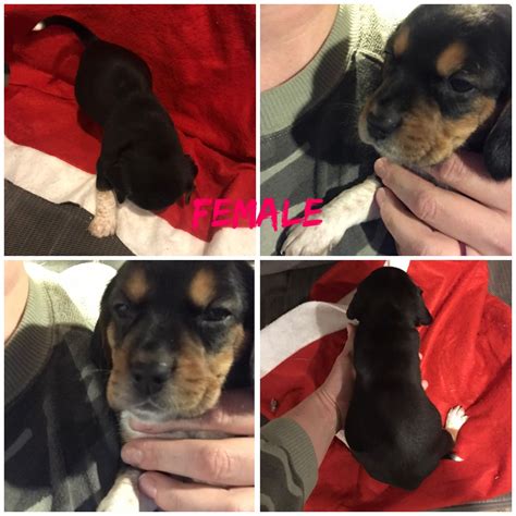 Find dogs and puppies for sale, near you and across australia. Bluetick Beagle Puppies For Sale | Fowlerville, MI #318091