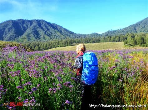 Seperti bunga lavender yang sedang bermekaran, dan menutup permukaan dengan luasan hampir 20 ha. Oro Oro Ombo, Bunga Ungunya Bukan Lavender | BOLANG ADVENTURE