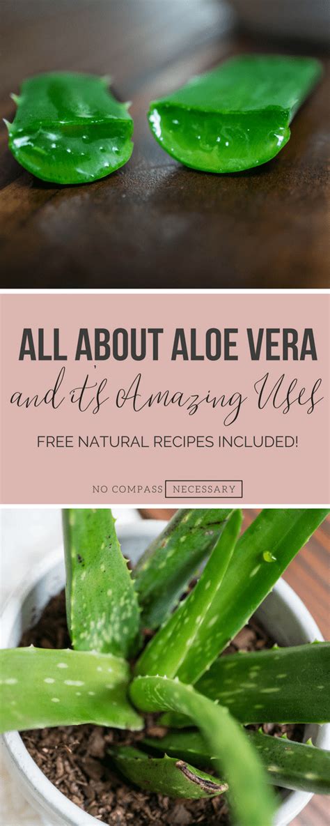 Applying aloe vera gel directly to a canker sore may help soothe irritation and relieve pain. All About Aloe Vera & Its Amazing Uses | Nutrition ...