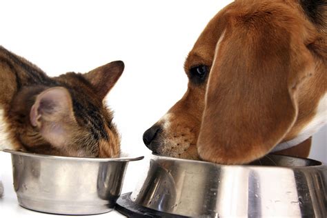 Mealtimes in households with multiple animals can be intense. Is It Bad For Dogs To Eat Cat Food?