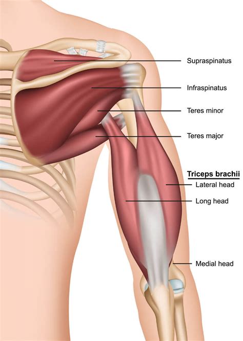 It's looseness allows the extreme freedom of movement of the shoulder joint. Diagram Of Shoulder Muscles And Tendons : Rotator Cuff Tendonitis And Tears Sports Medicine : 17 ...