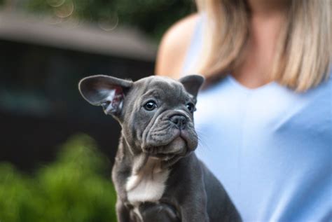 Frenchies have very big ears when they are puppies. Low Maintenance Dogs Don't Exist But Some Breeds Are More ...
