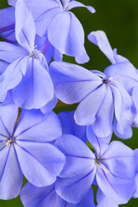 Plumbago auriculata, the cape leadwort, blue plumbago or cape plumbago, is a species of flowering plant in the family plumbaginaceae, native to south africa. Plumbago Auriculata | Flowers, Plants, Blue flowers