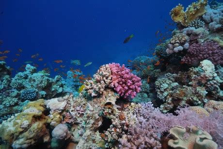 Corals are marine invertebrates within the class anthozoa of the phylum cnidaria. www.foto-galerie.estranky.cz - Fotoalbum - Egypt - Rudé ...