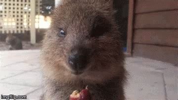 With its adorable smile and inquisitive personality, the quokka is known as the happiest animal on earth. after meeting one on the bike trail, jones when jones spotted the curious creature, he got off his cycle to snap a photo with his gopro. Quokka Eating GIF - Quokka Eating Chewing - Discover ...