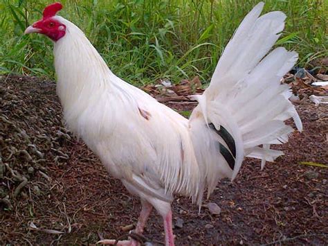 Adu ayam manusia vs ayam bangkok lucu. Gambar Ayam Adu Taji Pisau Berbagi Info Jg Segel Jenis ...