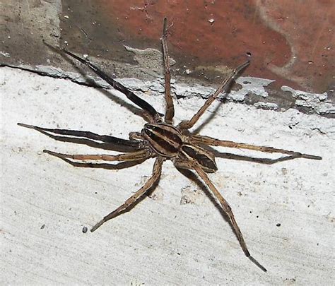 Wolf spiders live nearly worldwide, just about any place where they can find insects for food. Rabid Wolf Spider - Rabidosa rabida - BugGuide.Net