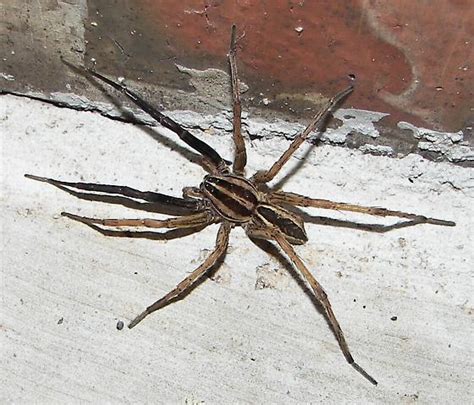 Wolf spiders live nearly worldwide, just about any place where they can find insects for food. Rabid Wolf Spider - Rabidosa rabida - BugGuide.Net