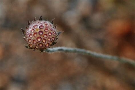 Maybe you would like to learn more about one of these? greek flora