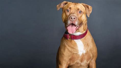 Check spelling or type a new query. St. Louis shelter dog waits years to be adopted | ksdk.com