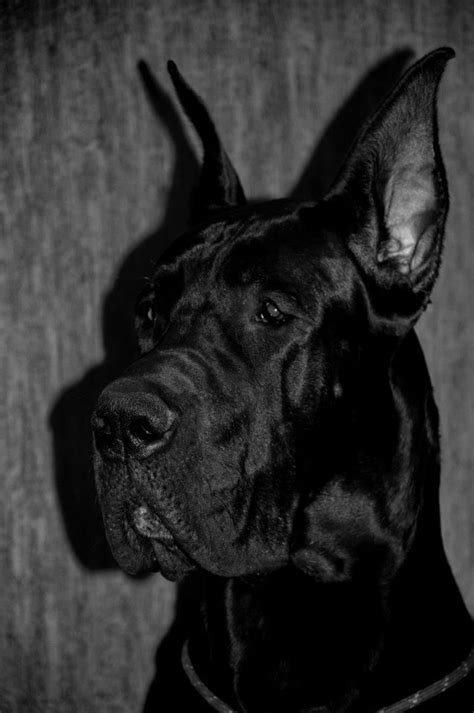 There's a word for that: Great Dane Great Dane Thorvald Terra Alano 195 Months 25 ...