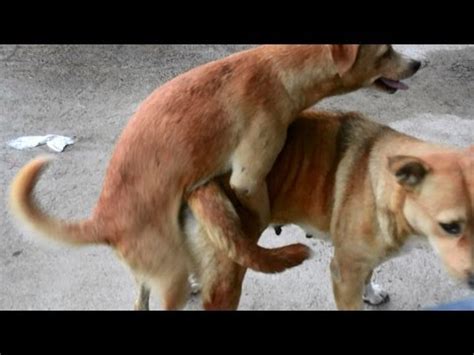 A little quickie in the. Doggy Style - Philippine Dogs - YouTube