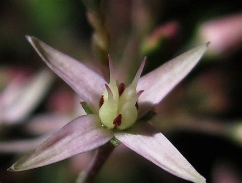 Uses for the cactus flower generally, most people aren't giving away a cactus for a valentine's day gift, but they are using them as gifts. Crassula Flowers | Unusual flowers, Flower garden, Flowers