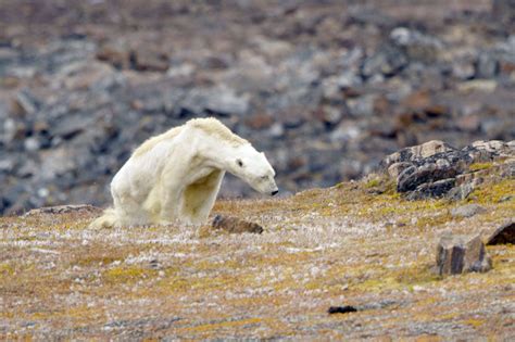Si l'on voit souvent des photographies d'ours polaire sur la banquise, il est, après tout, forcé de passer plus de temps sur la terre ferme, rappelle françoise gervais. Ours Polaire Sur Une Plage Pix - Pewter