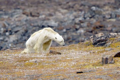 L'ours polaire est un grand mammifère carnivore de la famille des ursidés. Ours Polaire Sur Une Plage Pix - Pewter