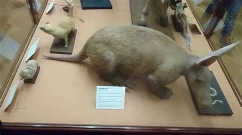 Bristol museum & art gallery. Wildlife Gallery At The Bristol Museum And Art Gallery ...