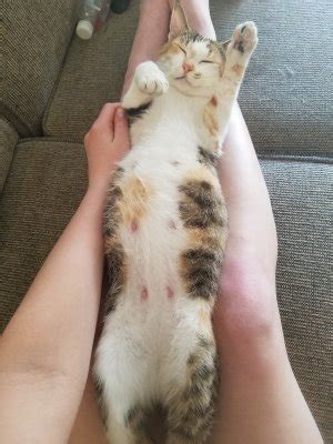 Mar 06, 2021 · how to tell how far along a cat is pregnant: How Far Along Is My Cat | TheCatSite