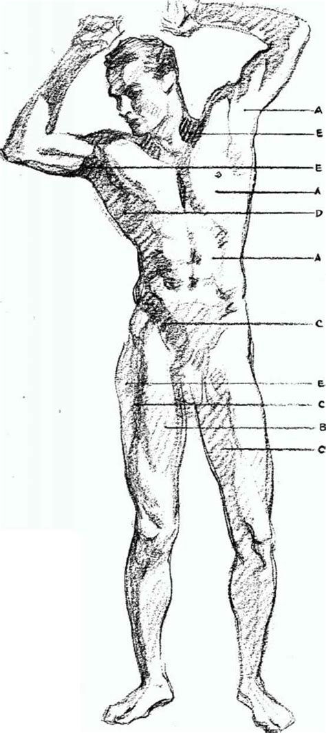 Here presented 51+ shadow drawing images for free to download, print or share. Drawing The Live Figure Methods Of Procedure - Ideal ...