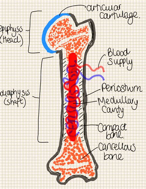 Bone tissue is a type of connective tissue consisting mainly of a osteons are roughly cylindrical structures that can measure several millimeters long and around 0.2 mm in diameter. A place to find hints, tips and ask questions. : Long Bone Structure! This is what you need to be...