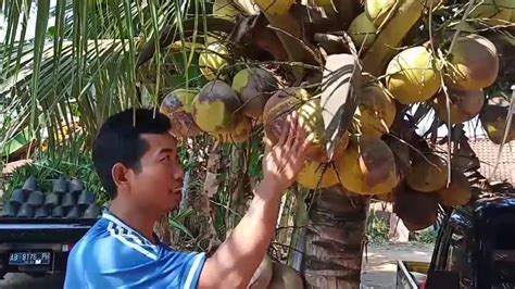 Buah kelapa berbentuk bulat yang terdiri dari 35 % sabut (eksokarp dan mesokarp), 12 % tempurung (endokarp), 28 % daging buah ( endosperm), dan 25 % air. Mengenal Ciri Buah Kelapa Genjah Entok Tua, Cara Budidaya ...