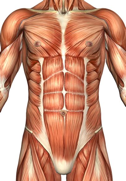 Progress tutorials on how i paint male torso (manga realism style) and hands. Anterior Torso Muscle Anatomy