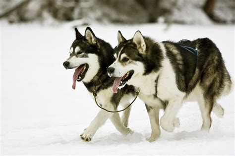 2 reviews of the best dog food for huskies. What is the Best Dog Food for Siberian Huskies?