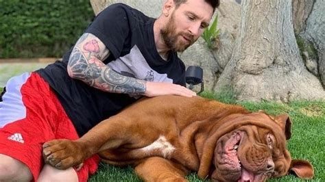 Chó poodle giá bao nhiêu tiền? Chú chó Hulk của Messi giống gì, giá bao nhiêu?