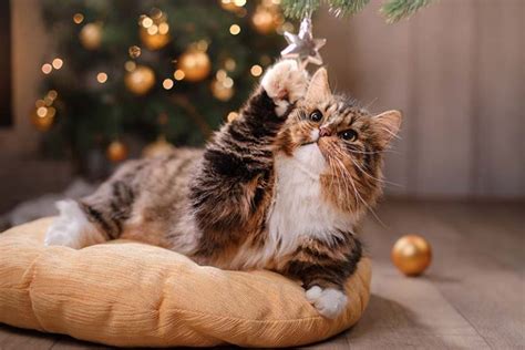 How to keep cats from digging up garden bulbs. Is Christmas Cactus Toxic to Cats? | Gardener's Path