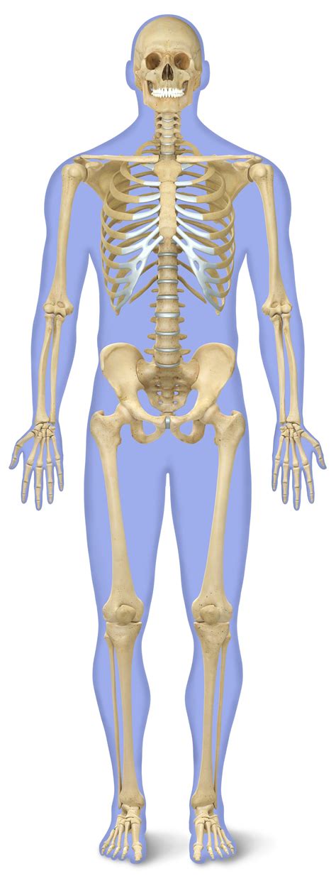 Rand swenson, d.c., m.d., ph.d. The Human Anatomy Bones