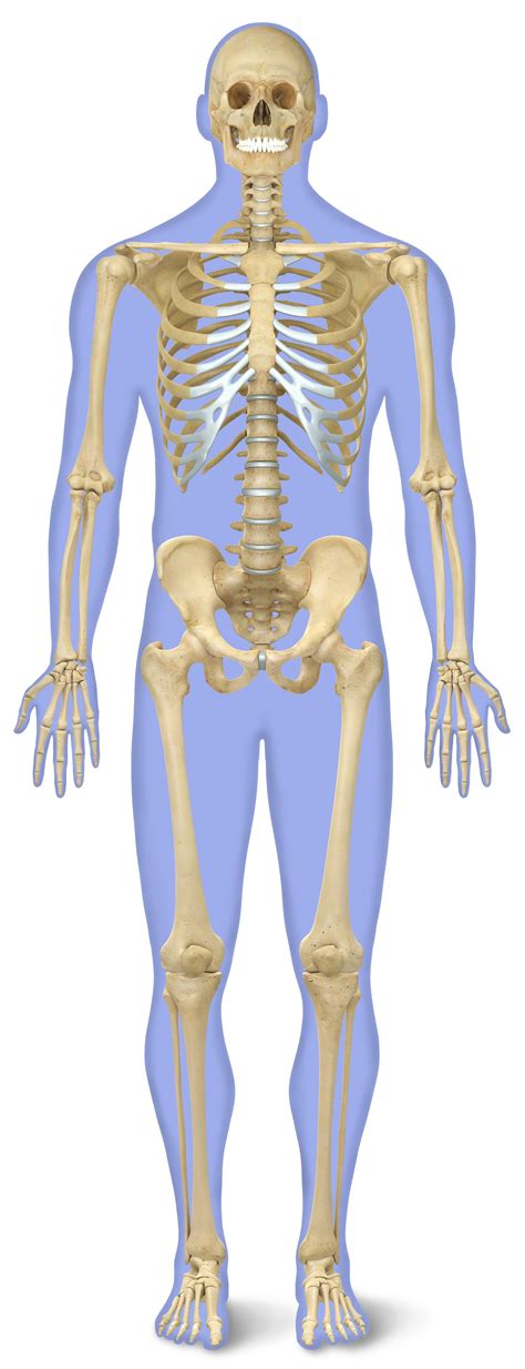 In your anatomy & physiology lecture and lab class, you will be required to name each individual. The Human Anatomy Bones