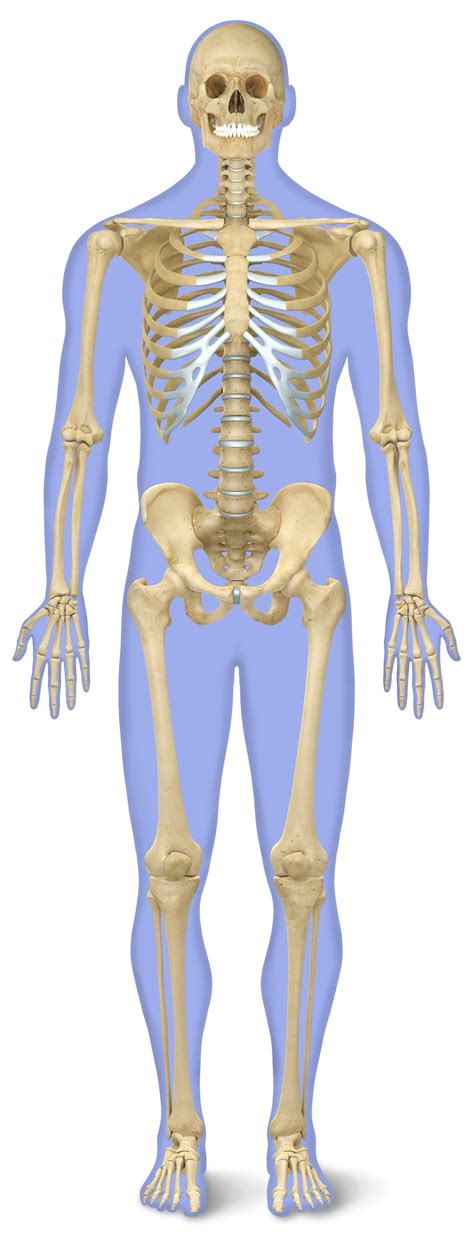 The density of blood is only slightl. Number of Bones in Human Body | Skeleton Facts | DK Find Out