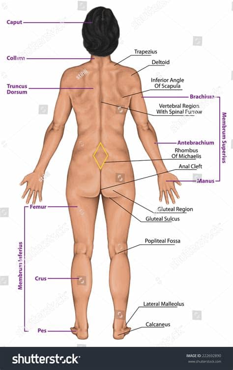 Corresponds to the level of the internal os of the uterus. Woman Women Female Anatomical Body Surface Stock ...
