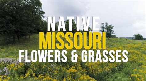 While many traditional herbal formulas have endured the test of time and are still used today, not all are passion flower contains phytochemicals such as chrysin & amino acids that may help support neurotransmitter activity of gaba in the brain. Native Missouri Flowers and Grasses - YouTube