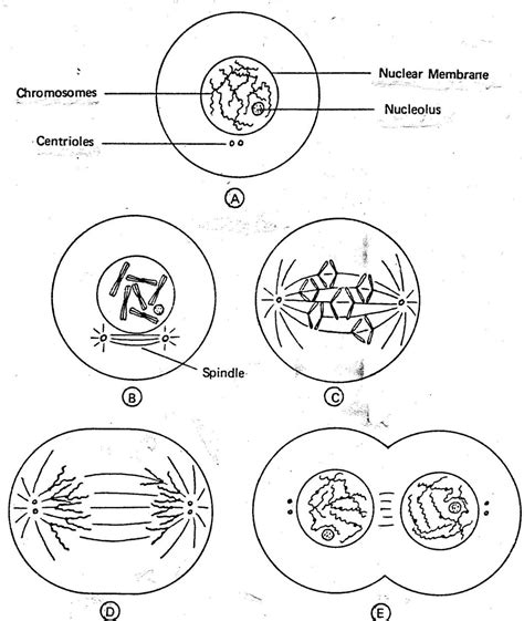 We did not find results for: The best free Mitosis drawing images. Download from 35 ...