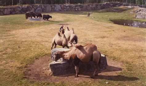 Free for commercial use no attribution required high quality images. Borås Zoo, Asian steppe, early 1970s | ZooChat