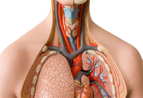 Nerves are found only in the peripheral nervous system. How Your Body is Like a Factory | The Franklin Institute