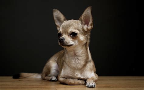 How many puppies do teacup chihuahuas have first litter? How Many Puppies Can A Chihuahua Have - Dinzie